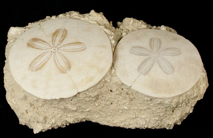Fossil Sand Dollars In Limestone - France #17235